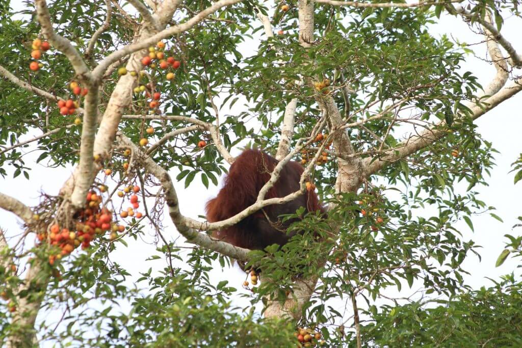 Orángután Borneó