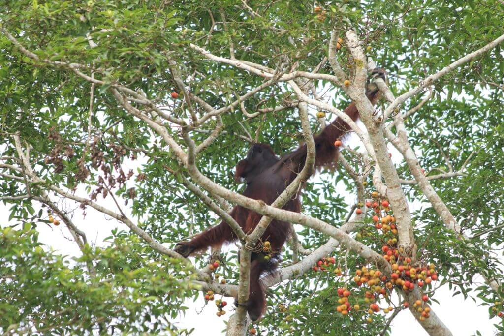 Orángután Borneó